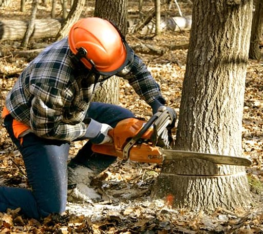 Tree Removal in Lampasas, TX